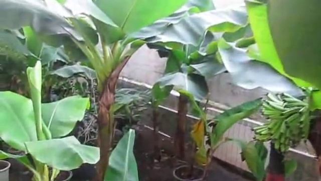 Банан Киевский карлик смотреть онлайн