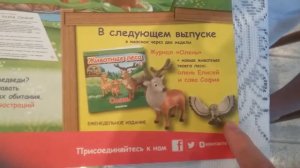 Животные леса