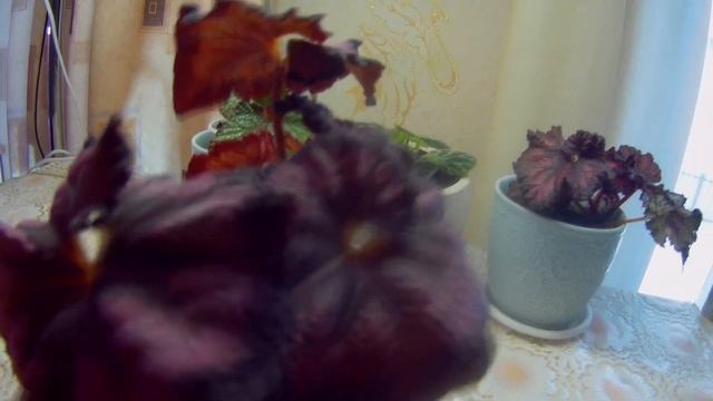 Бегония декоративнолиственная, большой обзор, часть первая смотреть онлайн