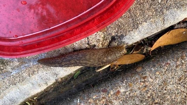 slimy slippy slug goes for a spin around the neighborhood смотреть онлайн