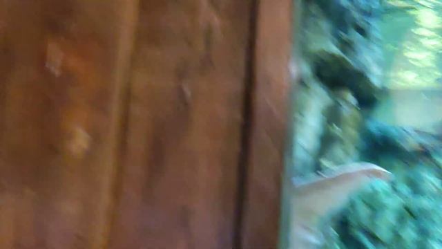 Океанариум санкт- Петербурга 2023 ч. 2/16 4k смотреть онлайн