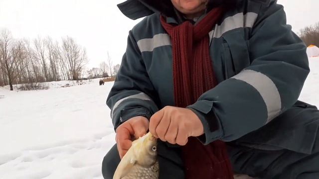 рыбалка на карася на реке Хопёр. поймали 11кг карася . смотреть онлайн