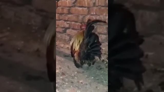 Петушок породы Шабо смотреть онлайн