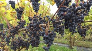 Виноград Неретинский