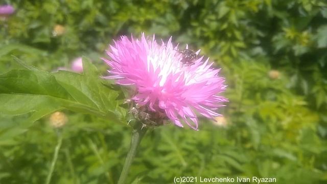 Василек Подбелённый на солнце и жучок (видео Levuarden)