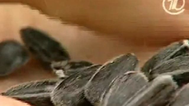 Лечебный подсолнух!