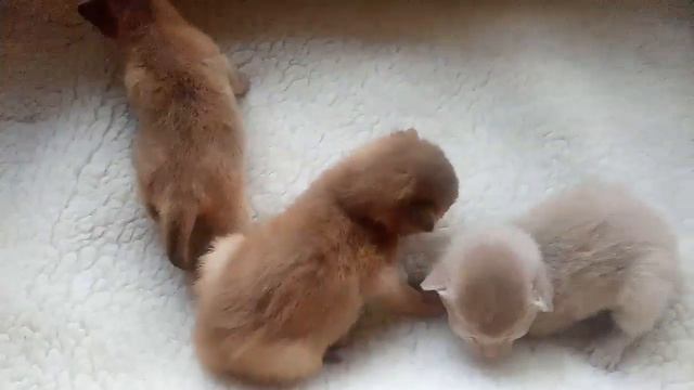 Абиссинская кошка