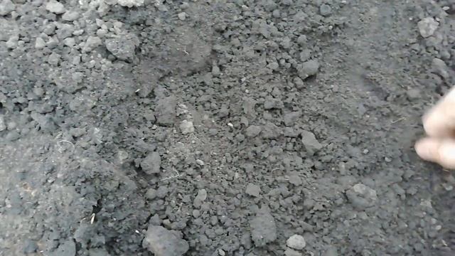 САЖАЮ КАРТОШКУ. Посадка картофеля под лопату. Что нужно сделать, чтобы был хороший урожай картошки? смотреть онлайн