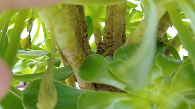 Эониум 'Гранат' ('Pomegranate') смотреть онлайн