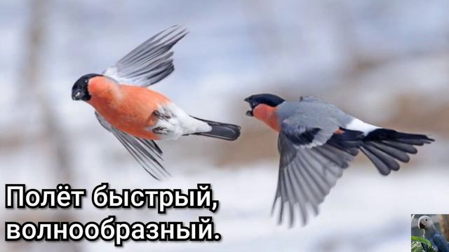 Обыкновенный снегирь, или снегирь (англ. Eurasian bullfinch) смотреть онлайн
