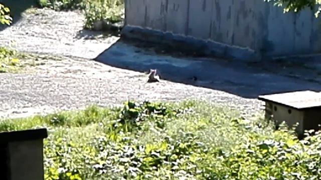 ШОК!!! Теперь птицы охотятся на кошек! Потрясающее видео! a bird hunts on a cat смотреть онлайн