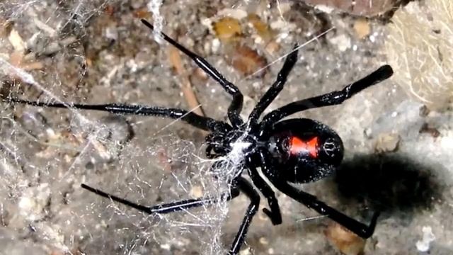 Каракурт. Описание, особенности и среда обитания каракурта