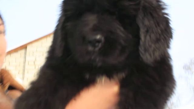 ИНФИНИТИ МАНИСТА 60 дней +79272611626 щенки ньюфаундлендов смотреть онлайн