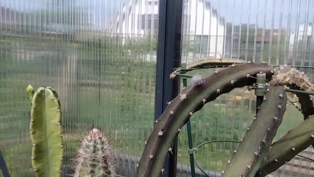 Мои кактусы и черепахи.Коллекция цветущих колючек.Kakteen.