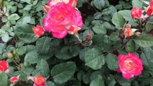 Красивые розы. Роза Марсель ан Флерс (3 зона)