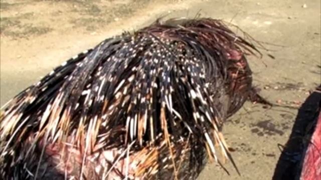 Питон проглотил существо, к которому он не должен был приближаться. Это была фатальная ошибка! смотреть онлайн