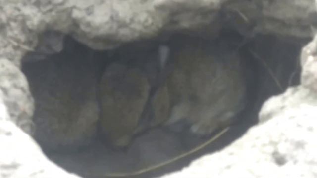 Фотоохота. Пещера. Зайцы или кролики? смотреть онлайн