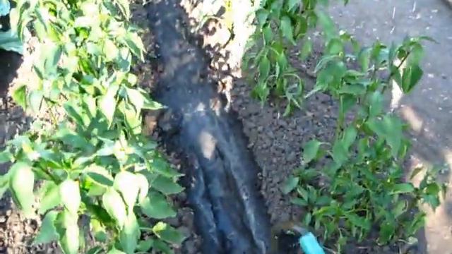 СУПЕР УДОБРЕНИЕ ДЛЯ ПОДКОРМКИ ПЕРЦЕВ смотреть онлайн