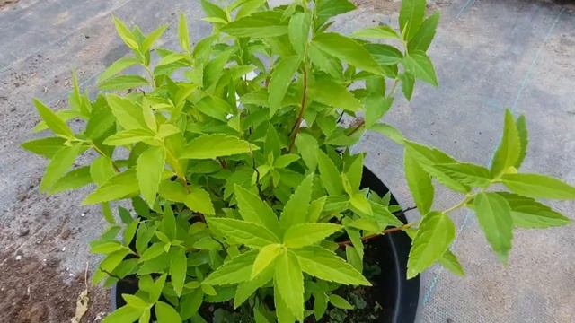 Спирея Albiflora С3