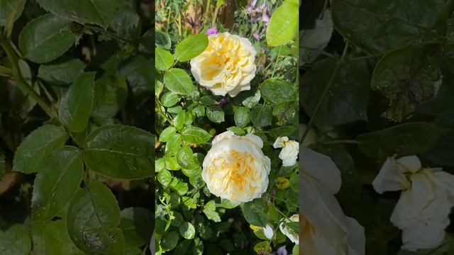 Charlotte from David Austin roses смотреть онлайн