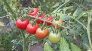 Обзор томата Спрут F1 сливка малиновый