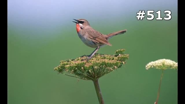 #513. Птицы (В мире животных) смотреть онлайн