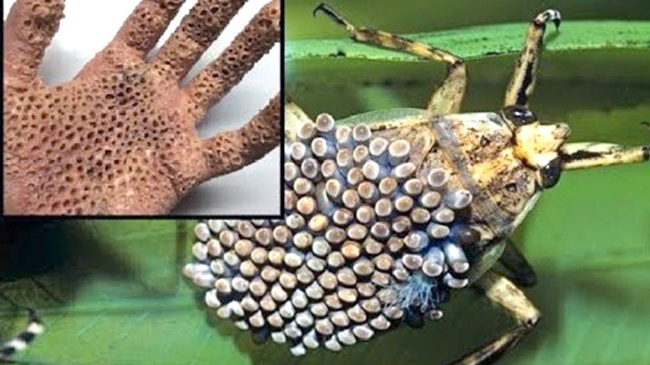 Если Вы Увидите ЭТО, Немедленно Убегайте и Зовите на Помощь!!! смотреть онлайн