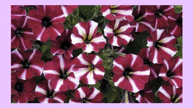 Петуния смотреть онлайн