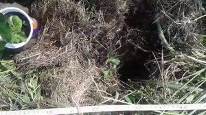 Посадка картофеля рассадой. Природное земледелие