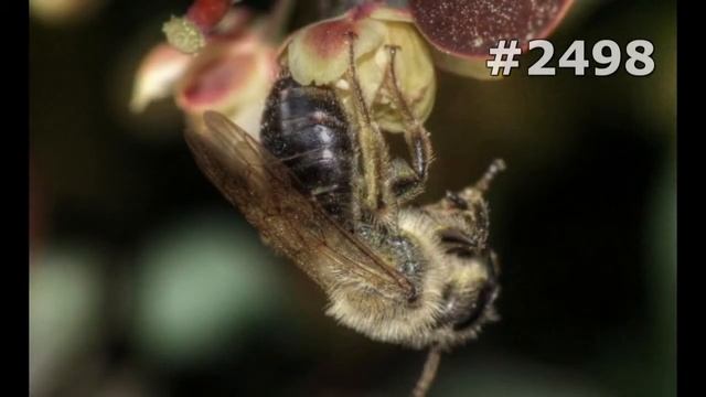 Забавные Моменты с Домашними Животными