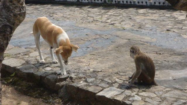 Шри Ланка 2010 смотреть онлайн