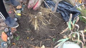 Как сажать лилии в ноябре Размножение лилий деление и пересадка поздней осенью Возможно ли это ?