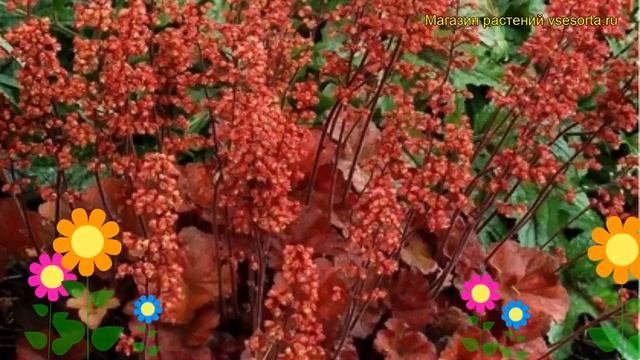 Гейхера гибридная Черри Кола. Краткий обзор, описание характеристик heuchera Cherry Cola смотреть онлайн