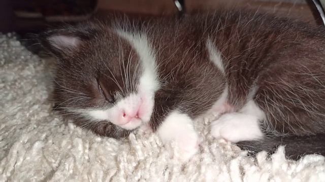 Спит с открытыми глазами смотреть онлайн