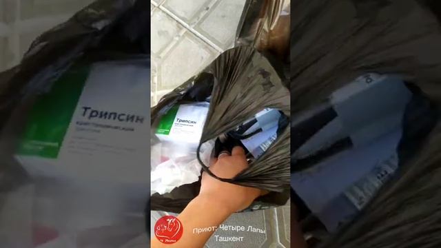 Четыре лапы Ташкент приют. Клип про Матвейку. смотреть онлайн