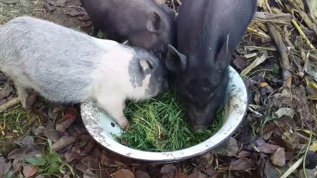 Вьетнамские поросята .Чем кормлю вьетнамских поросят смотреть онлайн