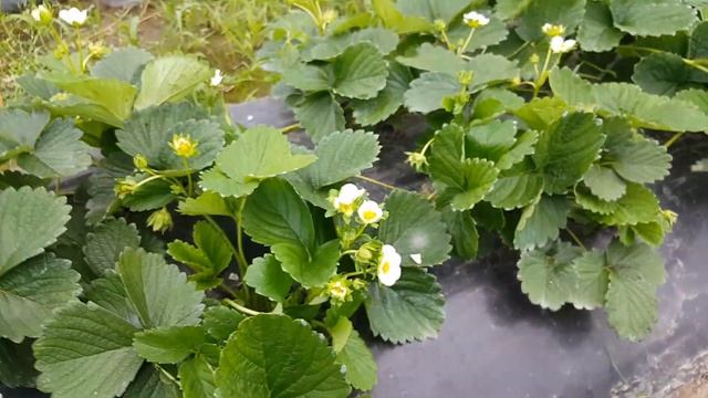 Плодоношение сортов Бравура, Фавори и Фурор за сезон. Начало, часть1. смотреть онлайн