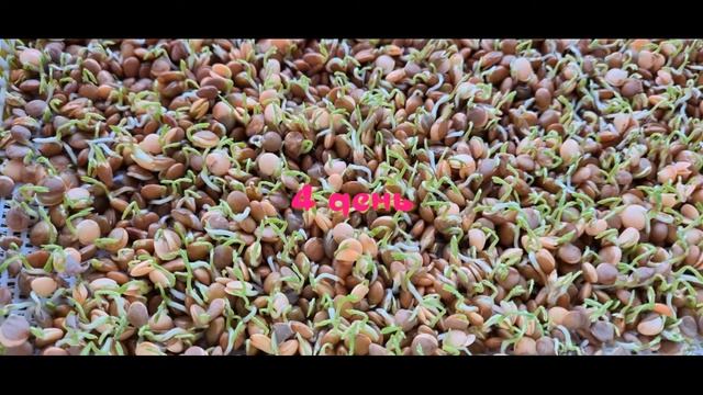 Микрозелень чечевицы смотреть онлайн
