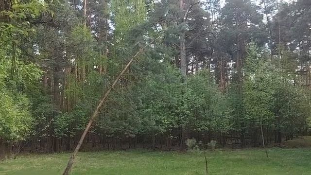 НАШ ЛЕС... ИНГА ХОСРОЕВА... смотреть онлайн