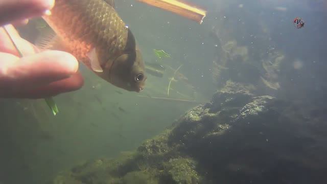 Хронология поклевки Карася под водой. Рыбалка. Подводная съёмка. Fishing la pesca câu cá смотреть онлайн