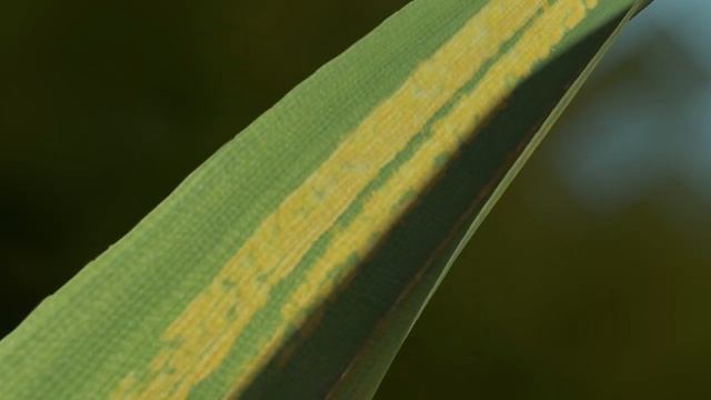 Фунгицид ЭЛАТУС® РИА от всех листовых болезней пшеницы и ячменя! смотреть онлайн