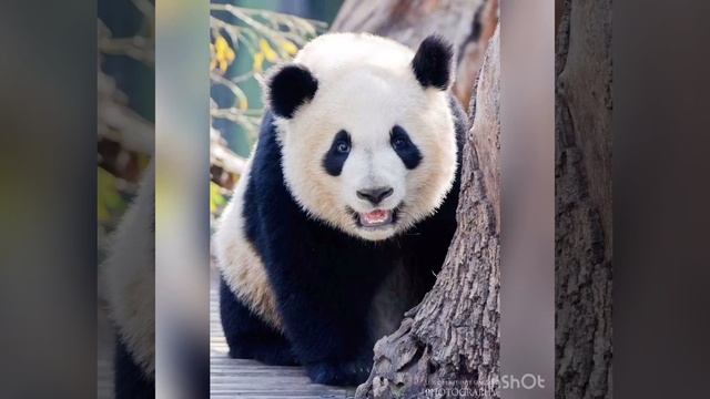 Удивительные животные. Большая панда. смотреть онлайн