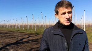 Хурма. Сад интенсивного плодоношения.