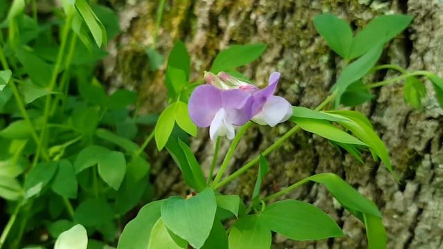 Чина приземистая | Жизнь в Адлере смотреть онлайн