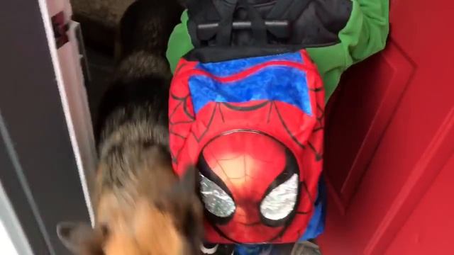 Kid reunites with dogs after "long" day at school смотреть онлайн