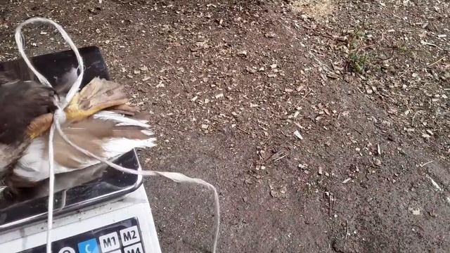 Вес Индоутки в 3 Месяца _ Мускусная Утка. смотреть онлайн