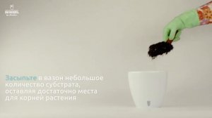 Как посадить цикламен в DECO' Twin - вазон с системой автополива с дренажным картриджем