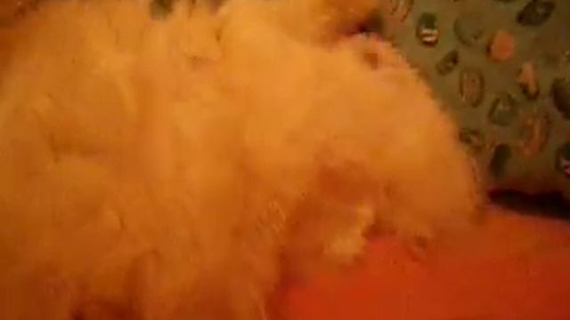 прикол-кот чистит зубы funny-cat brushing his teeth смотреть онлайн