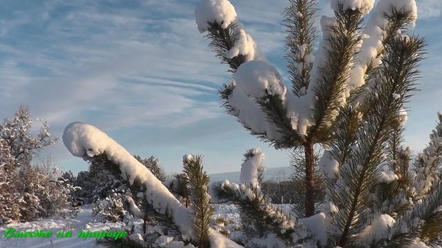 Закрытие сезона охоты на утку. Лес - как в Сказке . #охота Snowy Forest. Duck hunting . смотреть онлайн
