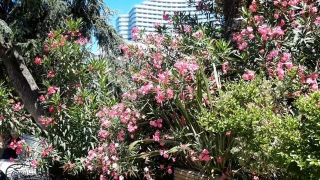 Сочи. Буйство красок. Цветы и шишки. Приморский парк. Июль 2022 года. смотреть онлайн